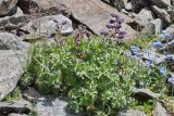 Delphinium caucasicum