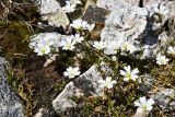 Dichodon cerastoides
