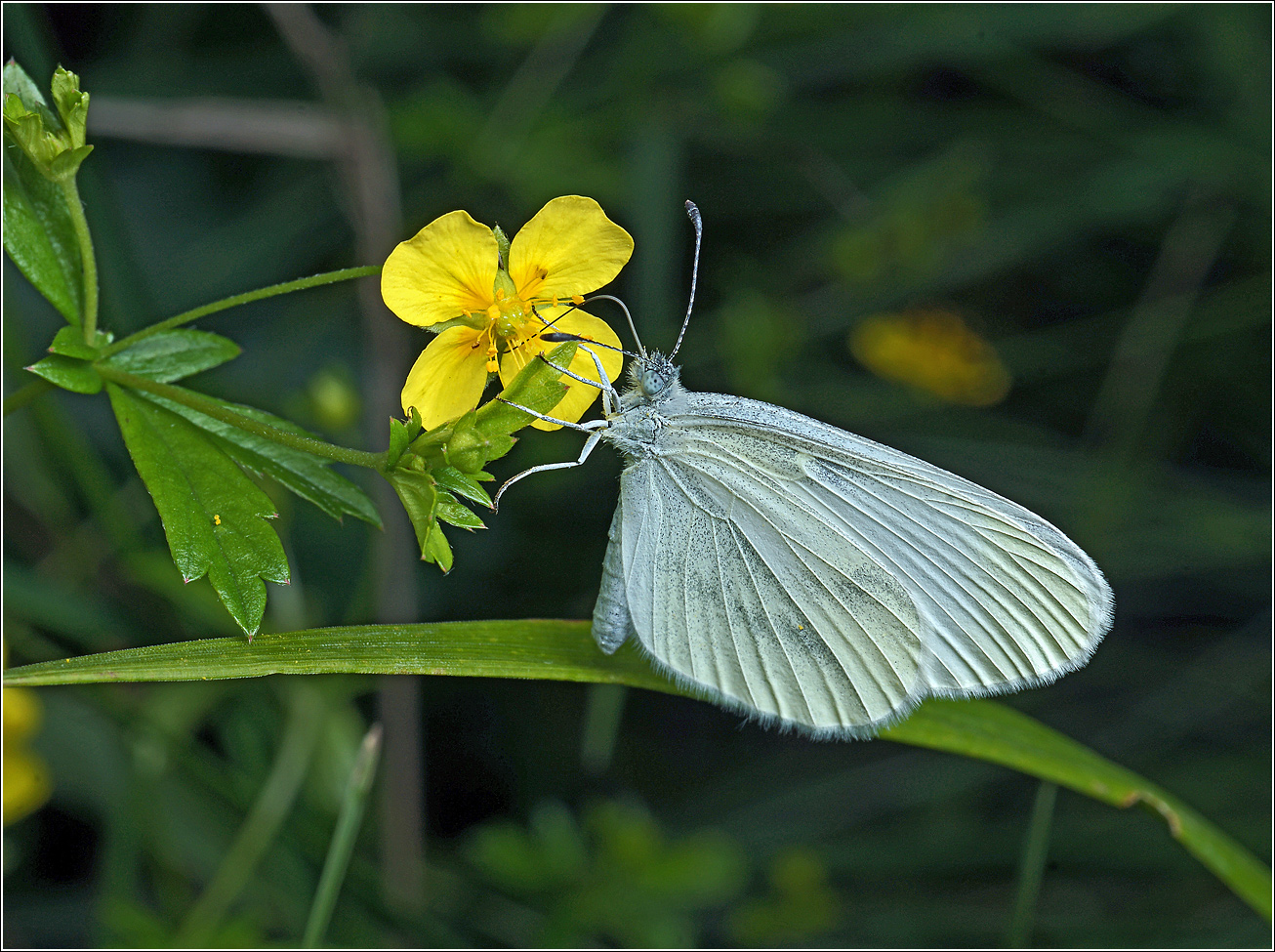 Image of Potentilla erecta specimen.