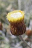 Phagnalon rupestre