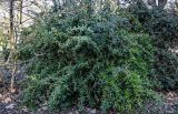 Berberis julianae