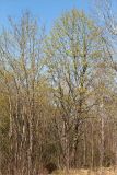 Acer platanoides. Цветущие растения. Ленинградская обл., Ломоносовский р-н, дол. р. Шингарка, берег р. Фабричная Речка, закустаренный разнотравный луг. 01.05.2025.