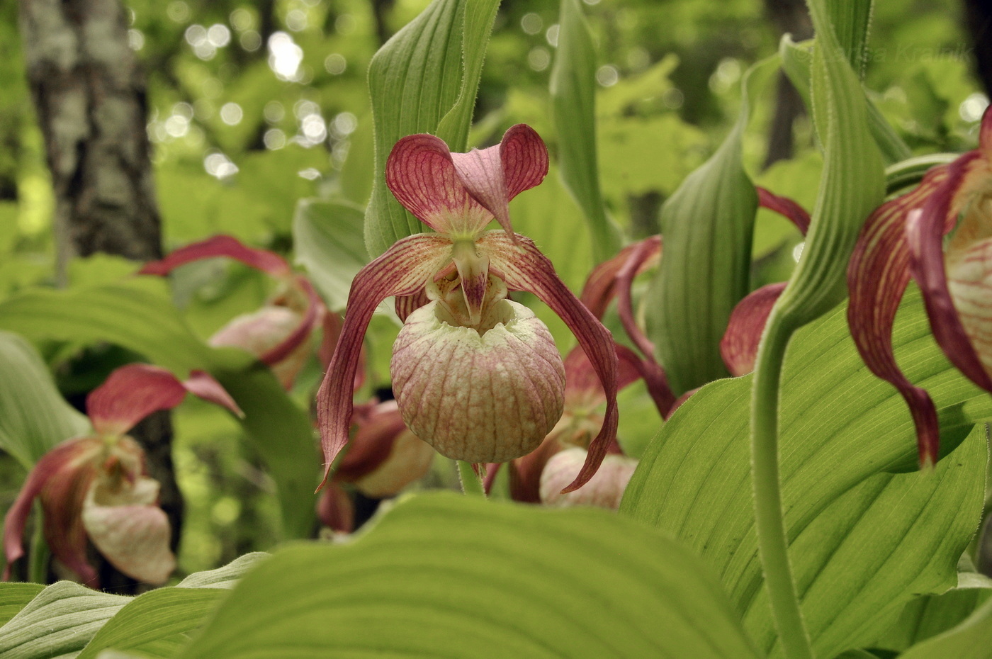 Image of Cypripedium × ventricosum specimen.