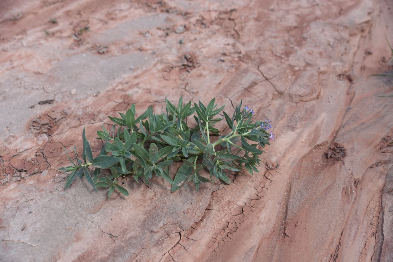 Image of Caccinia macranthera specimen.