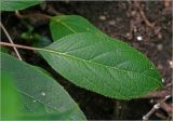 Actinidia kolomikta