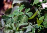 Aquilegia vulgaris