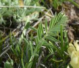 род Astragalus