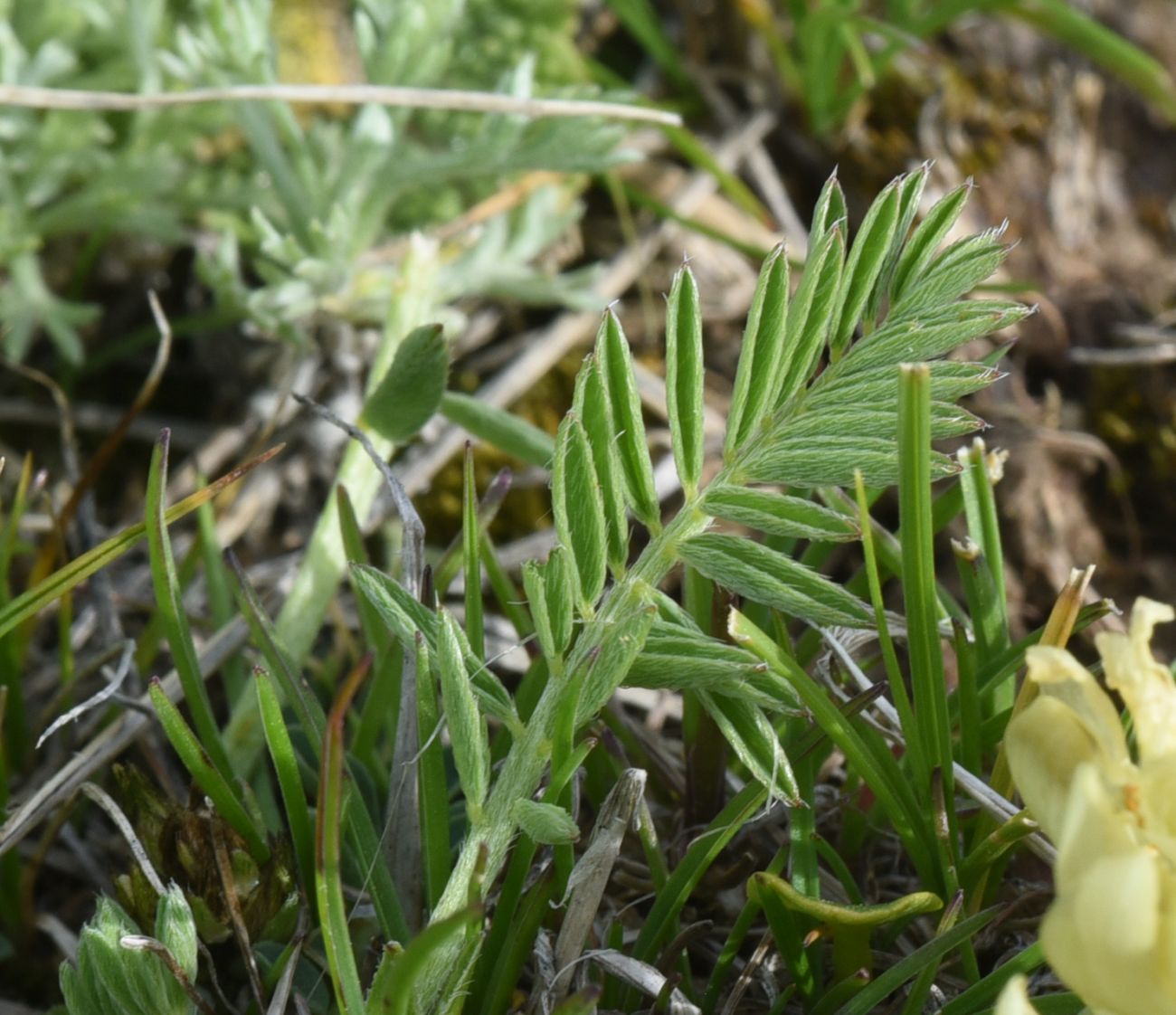 Изображение особи род Astragalus.