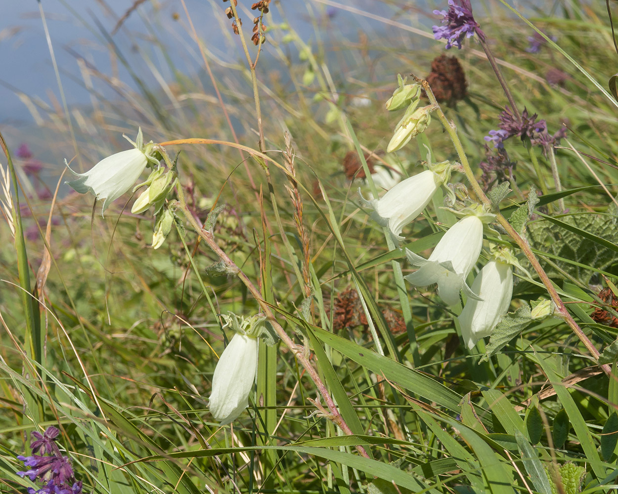 Изображение особи Campanula dolomitica.