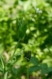 Cerastium davuricum. Верхушка побега с цветком. Башкортостан, Кугарчинский р-н, окр. дер. Мурадымово, природный парк \"Мурадымовское ущелье\", дол. р. Б. Ик, в тени деревьев. 31 мая 2024 г.