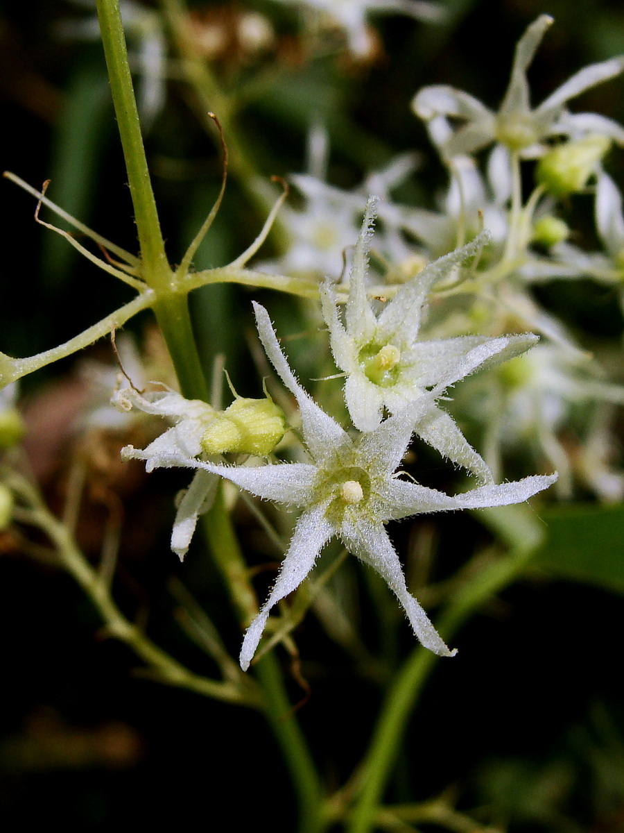 Image of Echinocystis lobata specimen.