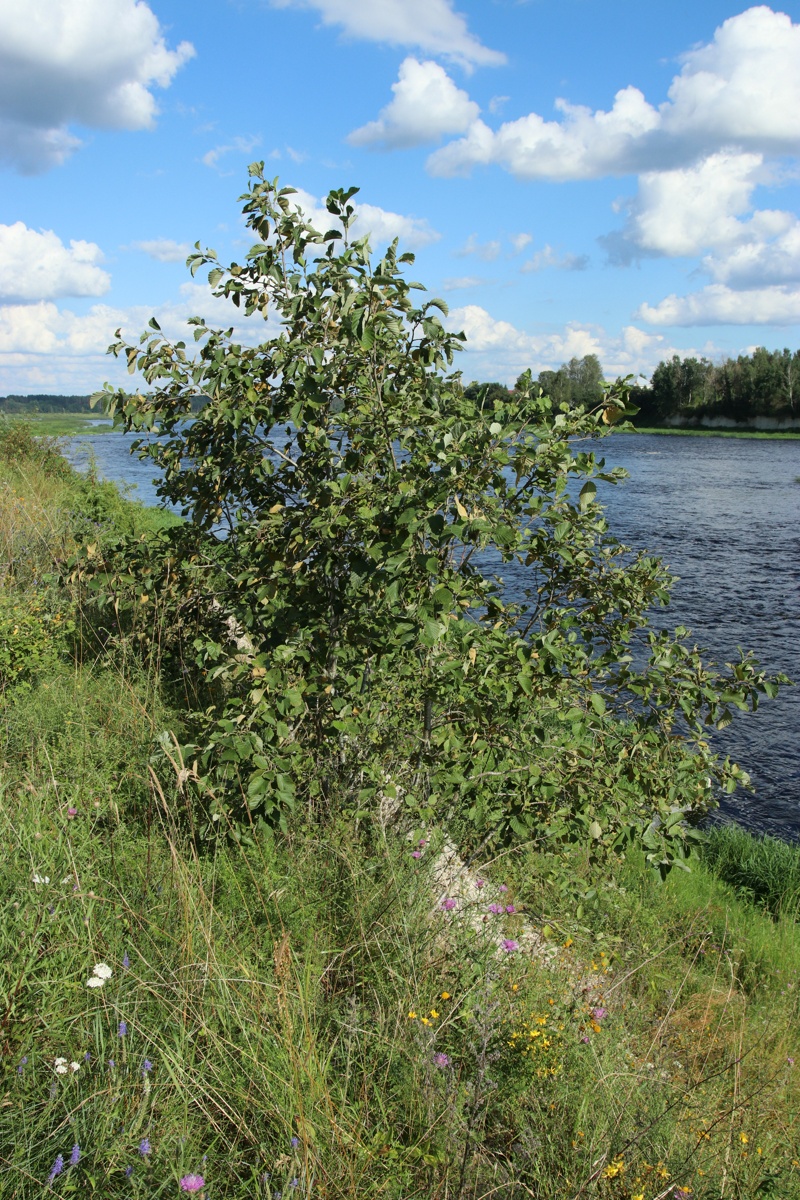 Изображение особи Alnus incana.