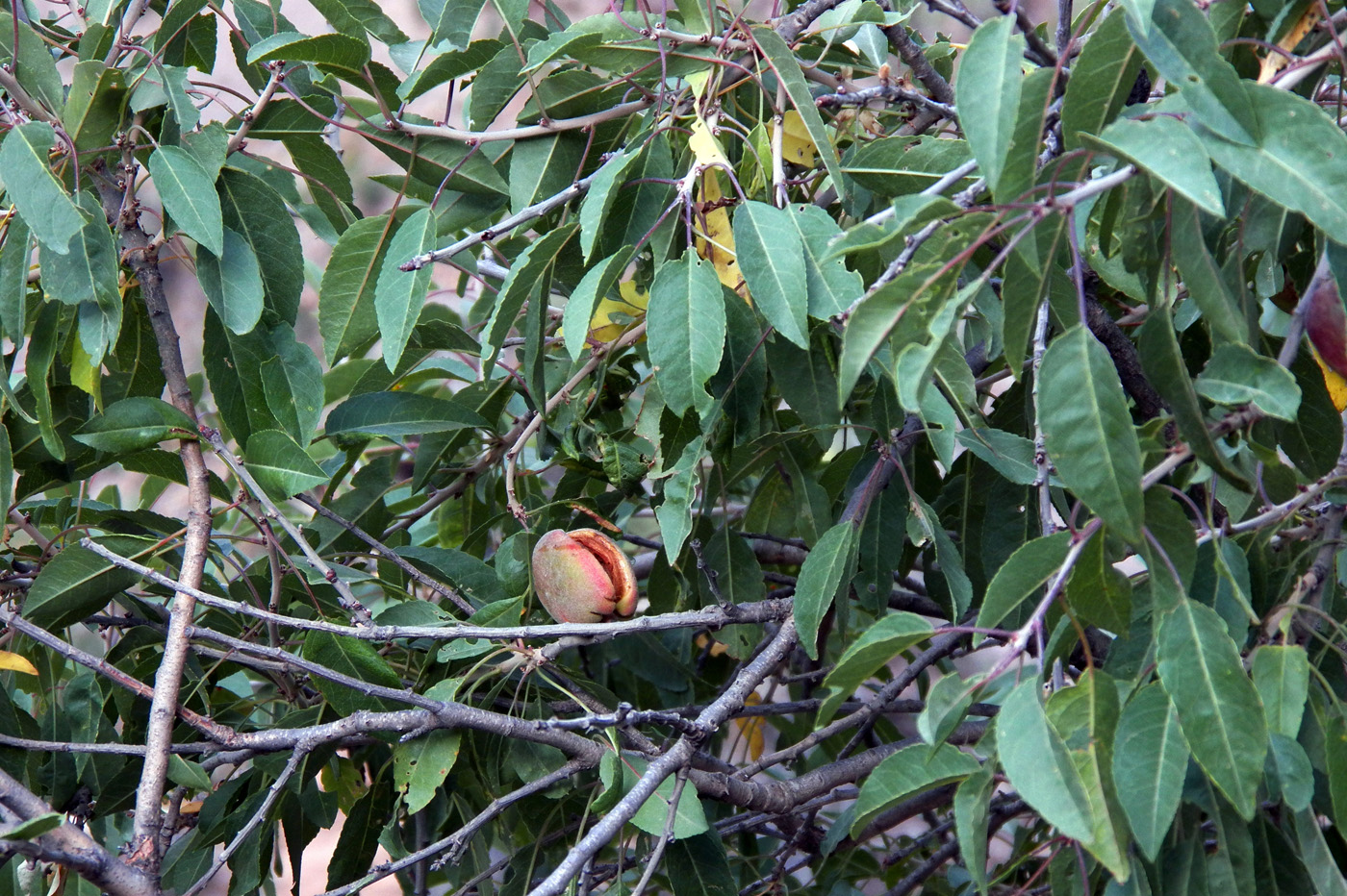 Image of Amygdalus bucharica specimen.