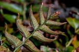 Cyrtomium falcatum. Часть вайи с сорусами (вид на абаксиальную поверхность). Португалия, Азорские о-ва, о-в Сан-Мигел, г. Понта-Делгада, каменистое побережье. 11.08.2025.