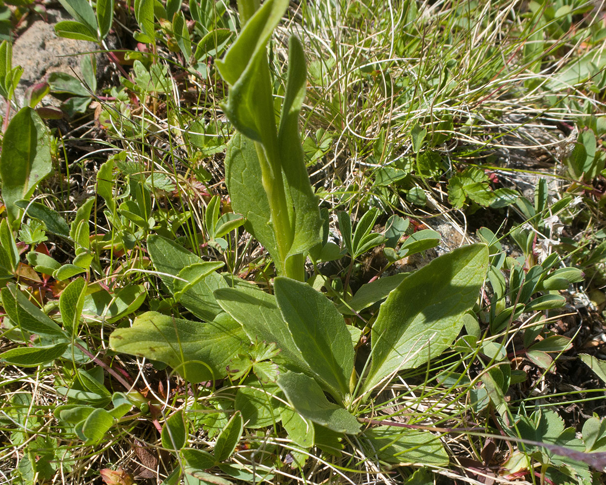 Image of familia Asteraceae specimen.