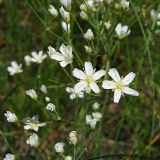 Eremogone biebersteinii. Часть общего соцветия (вид сверху). Ульяновская обл., Мелекесский р-н, окр. с. Вишенка, дол. р. Бирля, участок ковыльно-разнотравной степи на склоне. 31.05.2024.