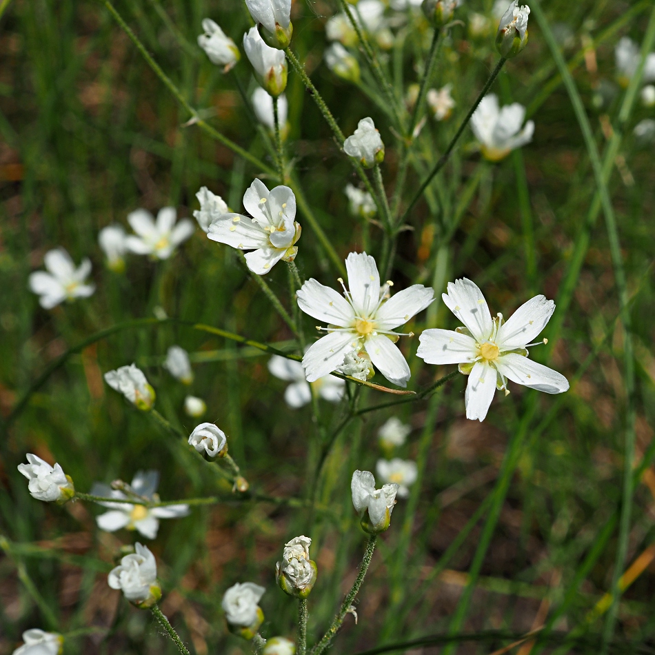 Image of Eremogone biebersteinii specimen.