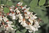 Robinia pseudoacacia