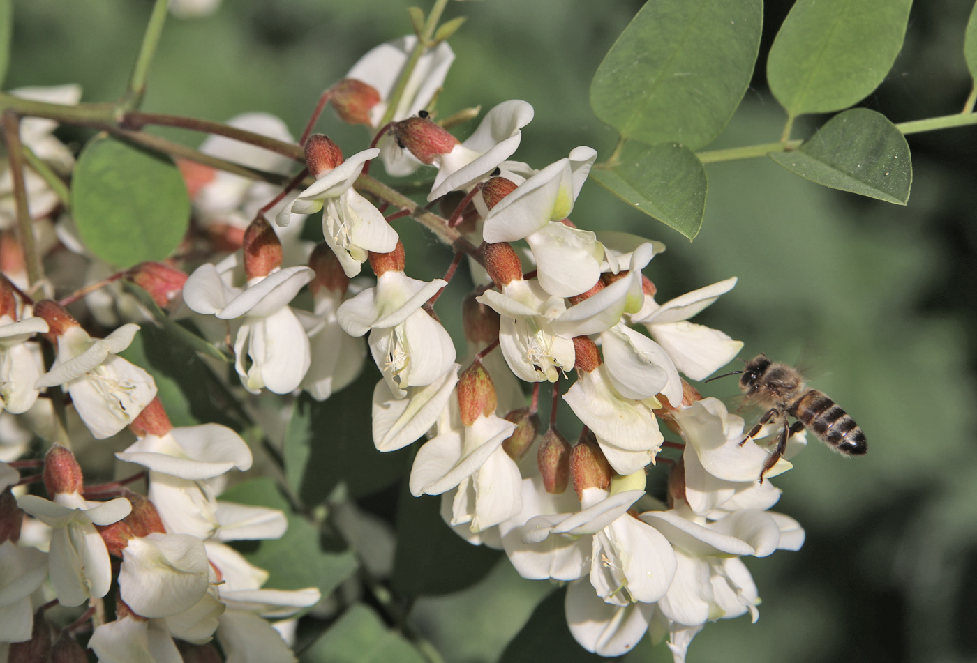 Изображение особи Robinia pseudoacacia.