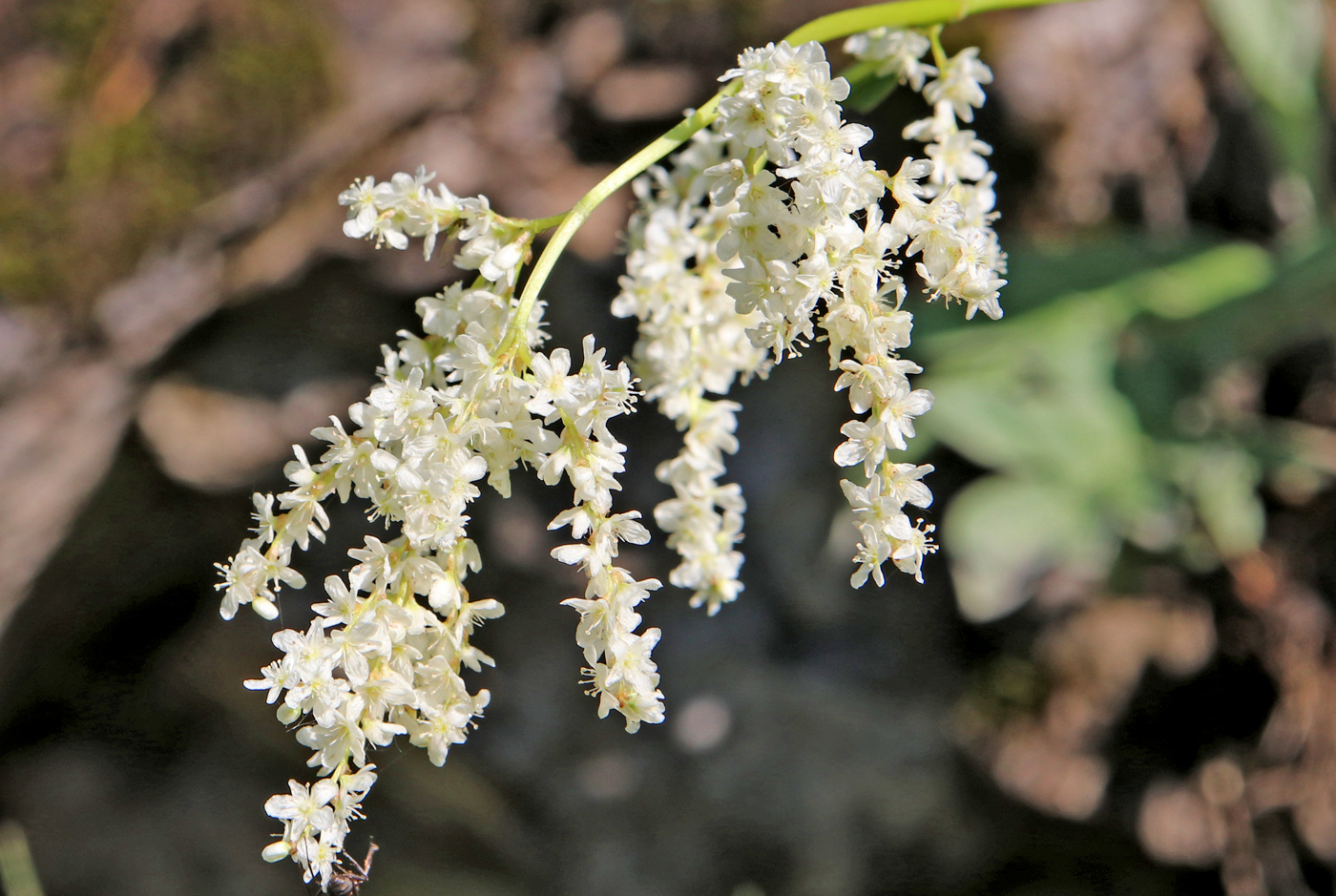 Image of Aconogonon alpinum specimen.