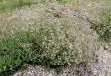 Gypsophila altissima. Цветущее растение на краю мелового обрыва. Белгородская обл., Ивнянский р-н, окр. с. Драгунка; дол. р. Пена, правый берег, рыхлый мел, осыпающегося с крутых меловых склонов. 19 июля 2022 г.