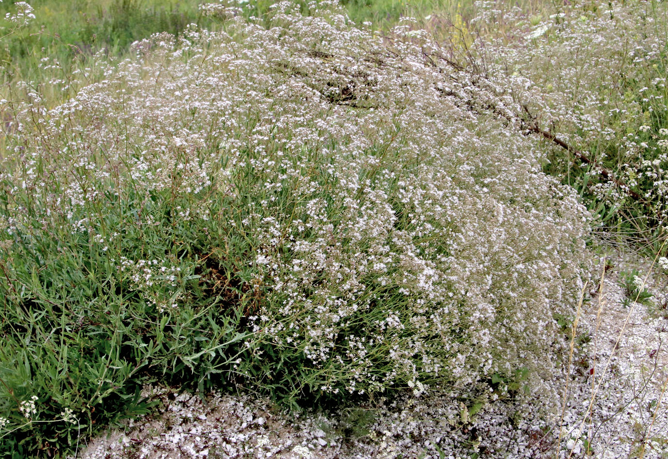 Image of Gypsophila altissima specimen.
