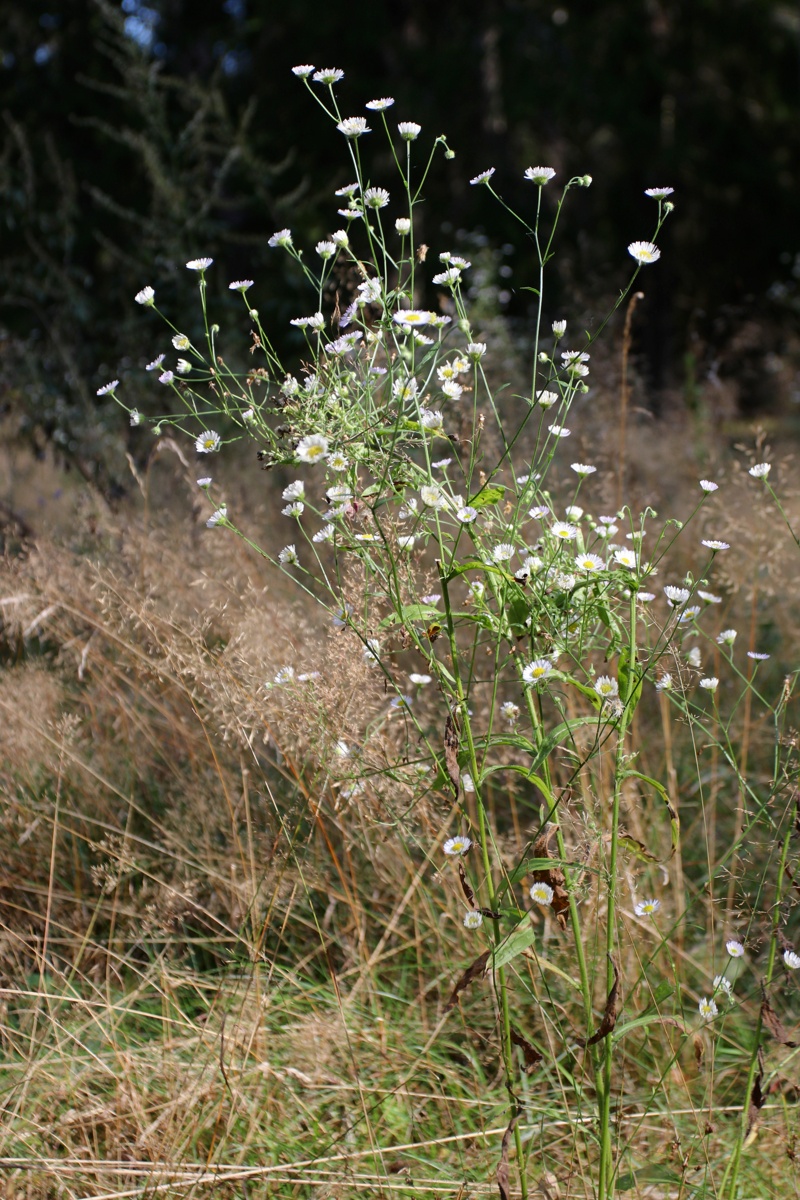 Изображение особи Erigeron annuus.