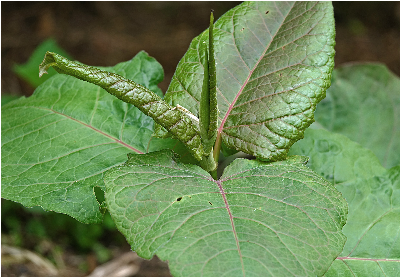 Image of Reynoutria sachalinensis specimen.