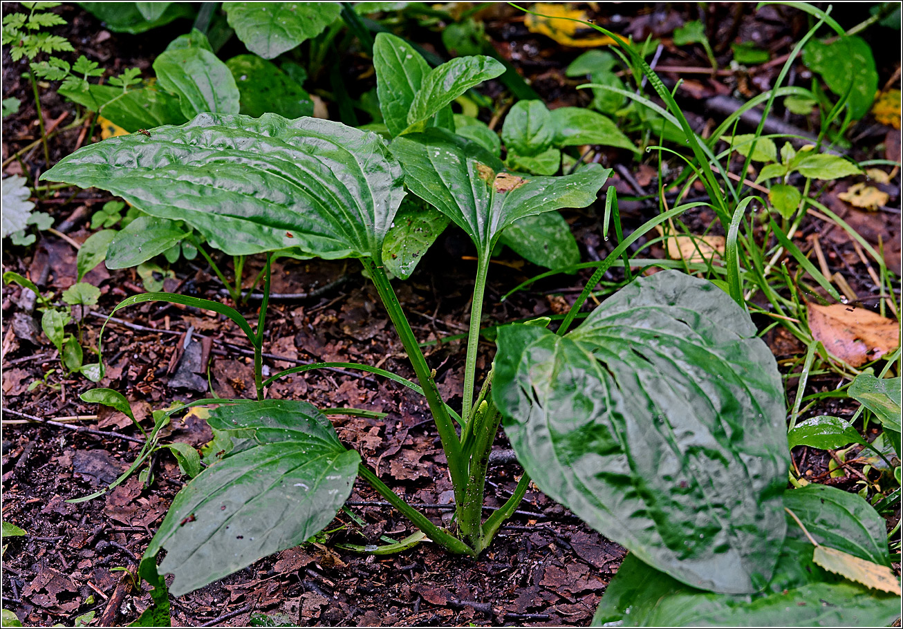 Image of Plantago major specimen.