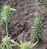 Ceratocephala orthoceras