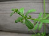 Galium vaillantii. Верхушка побега с цветками и завязавшимися плодами. Хакасия, Ширинский р-н, с. Ефремкино, сорное во дворе дома. 19.07.2012.