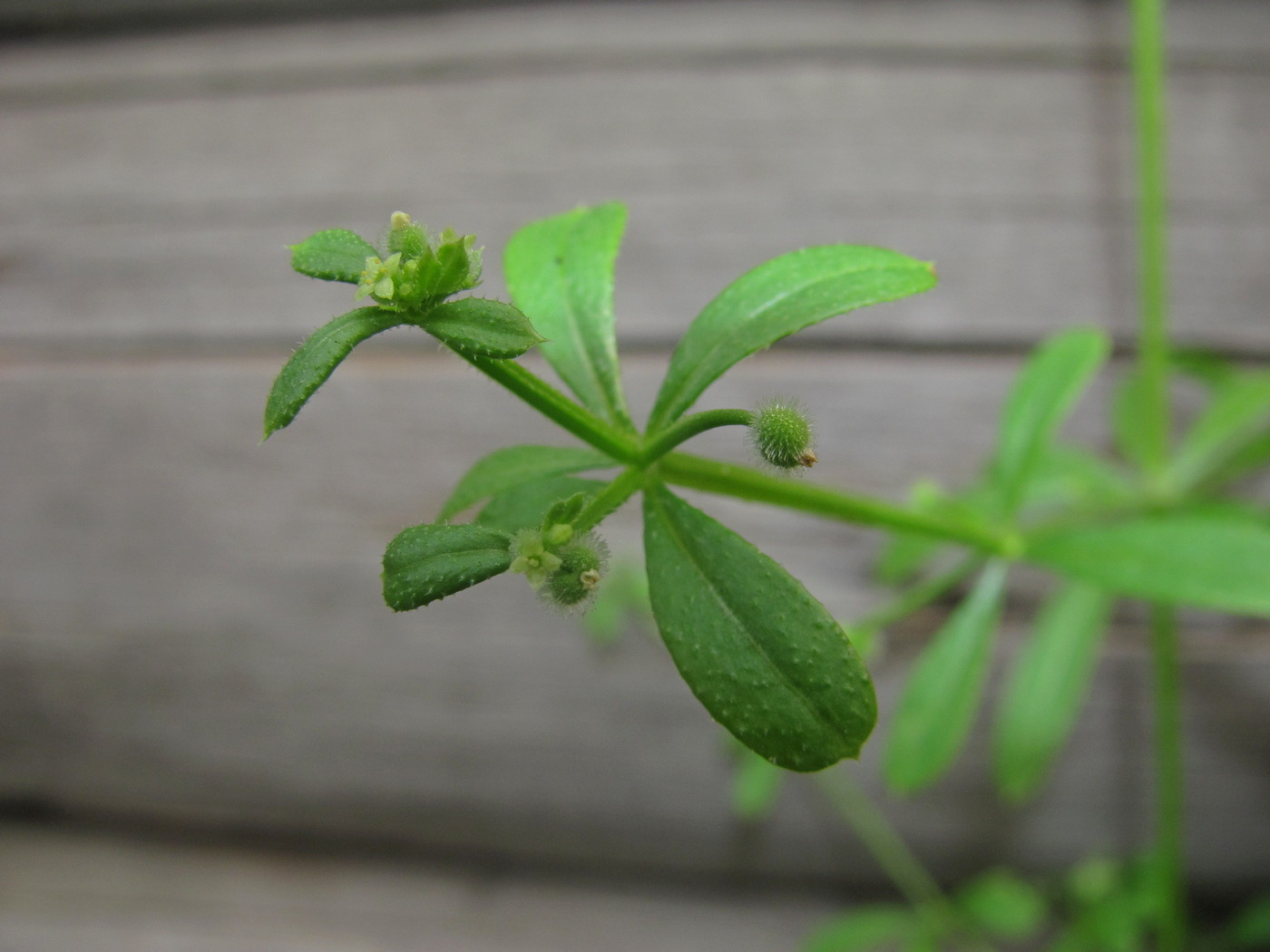 Image of Galium vaillantii specimen.