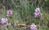 genus Orchis. Соцветия. Краснодарский край, Краснодарский край, м/о г. Новороссийск, окр. с. Широкая Балка, г. Сапун, поляна в дубовом лесу. 17.04.2020.