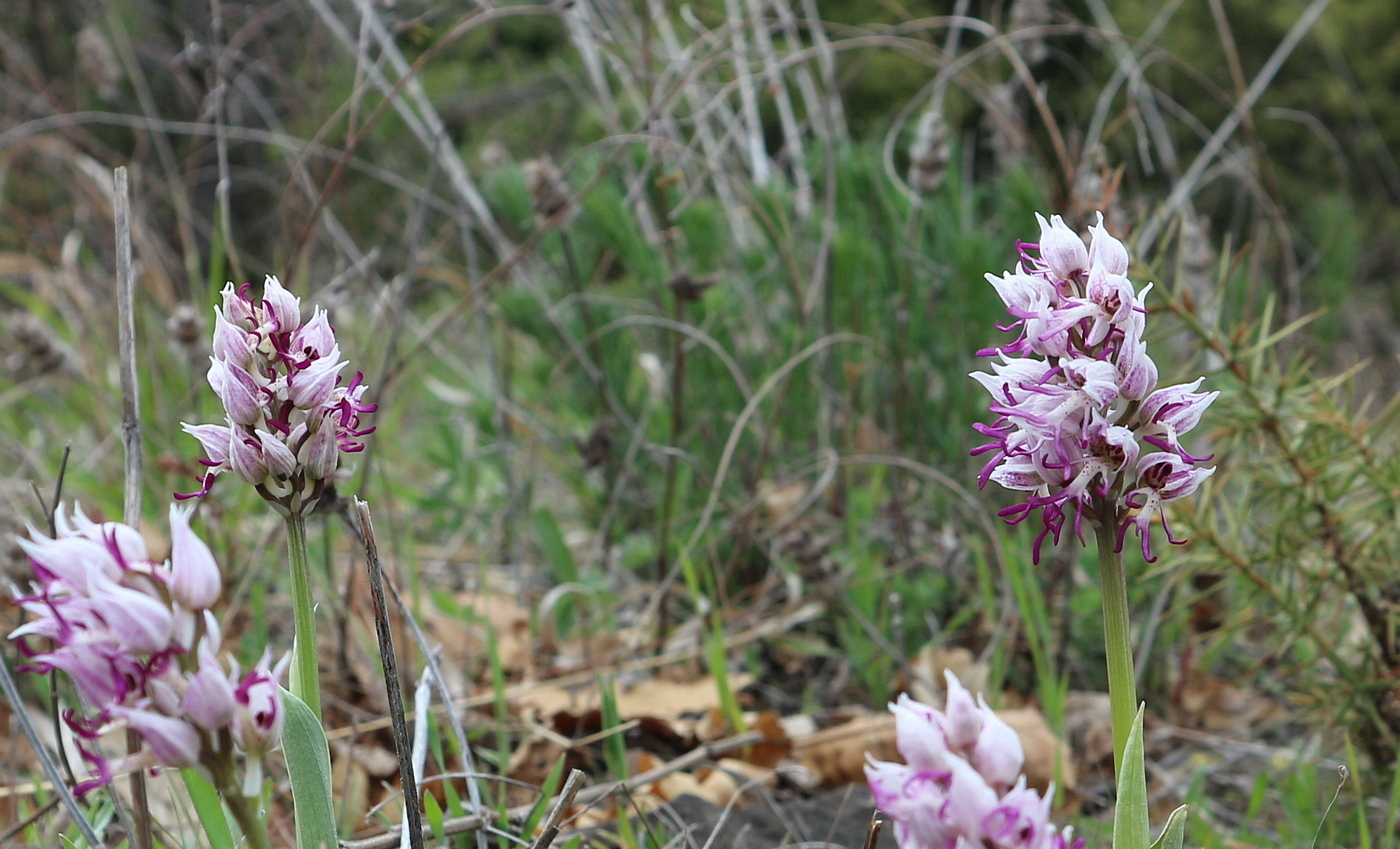 Image of Orchis simia specimen.