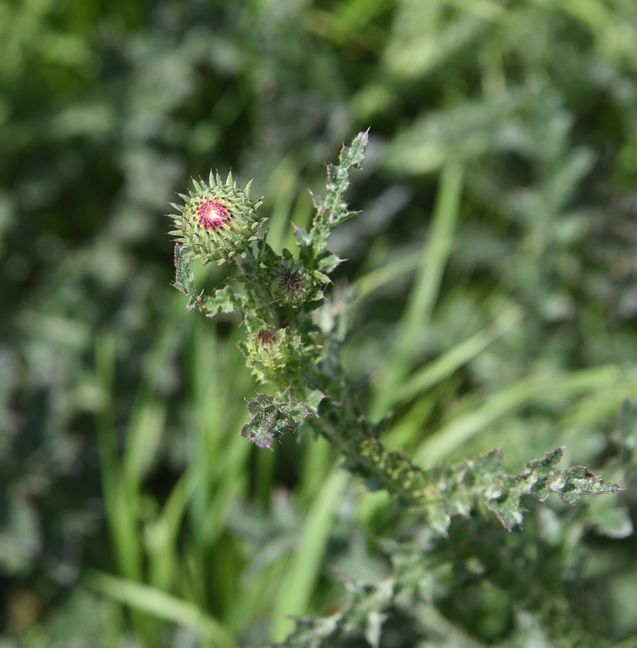 Image of genus Carduus specimen.