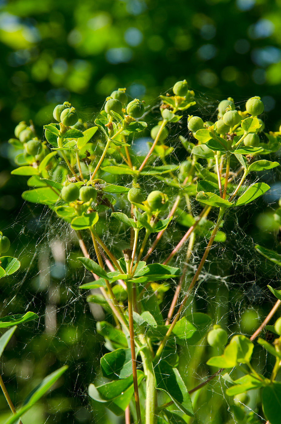 Image of genus Euphorbia specimen.