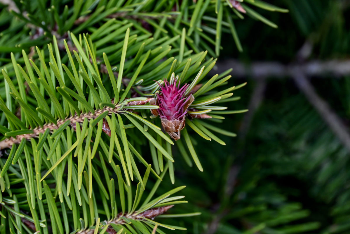 Изображение особи Pseudotsuga menziesii.