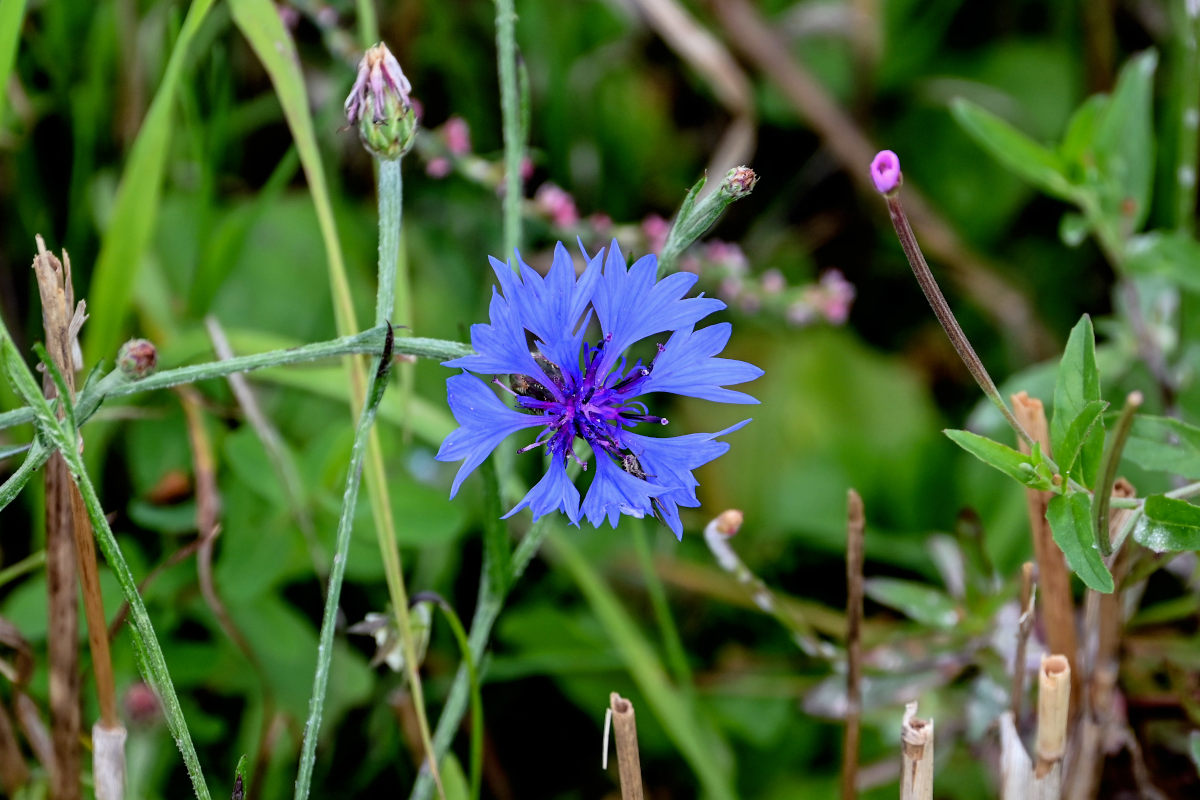 Изображение особи Centaurea cyanus.