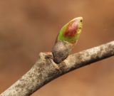 Tilia mandshurica. Часть побега с пробуждающейся почкой. Приморский край, Пограничный р-н, окр. пгт Пограничный, в дубовом лесу. 01.05.2026.