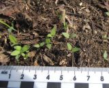 Solanum nigrum. Проростки. Красноярский край, Ермаковский р-н, пос. Танзыбей, сорное на огороде. 17.05.2026.