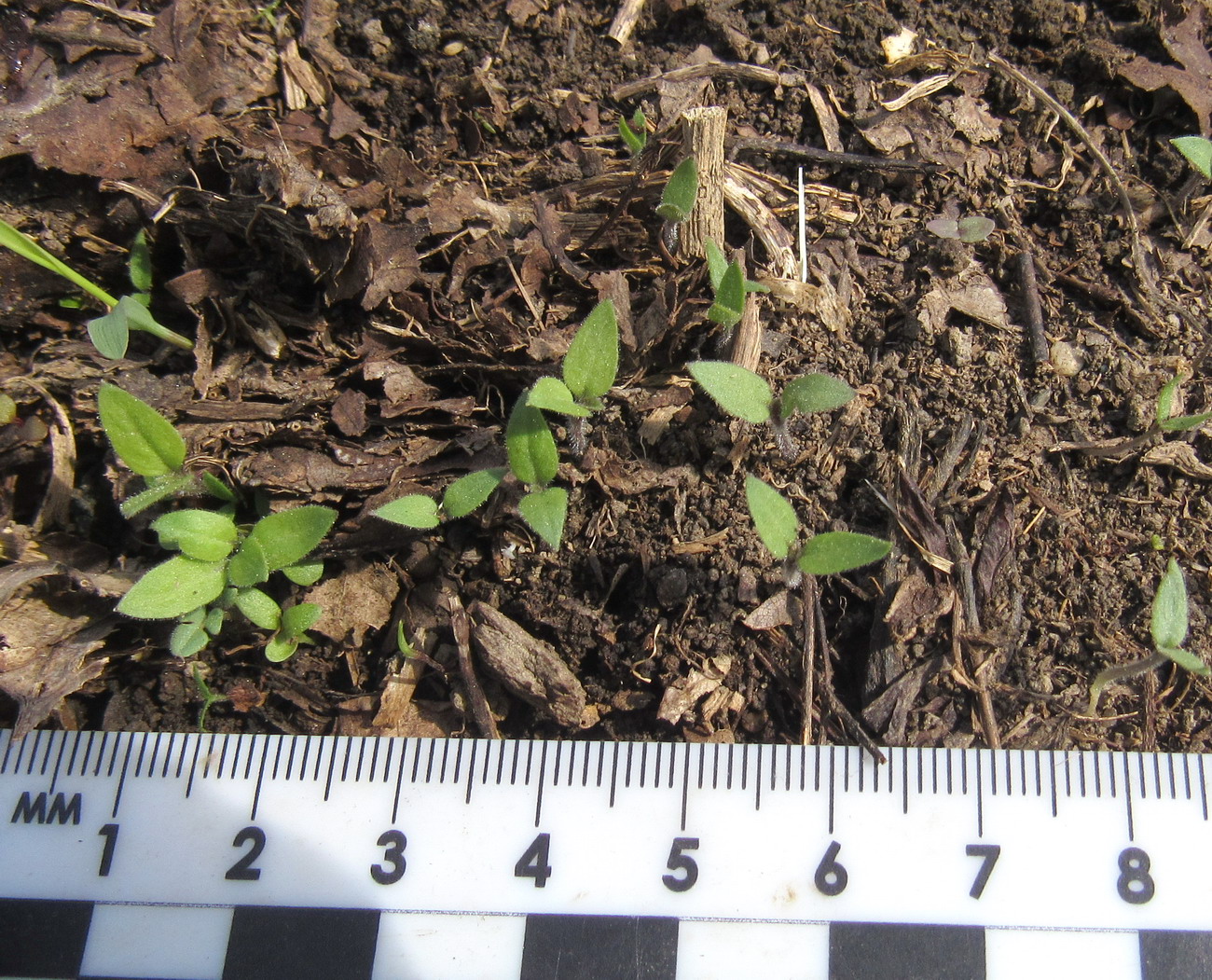 Image of Solanum nigrum specimen.