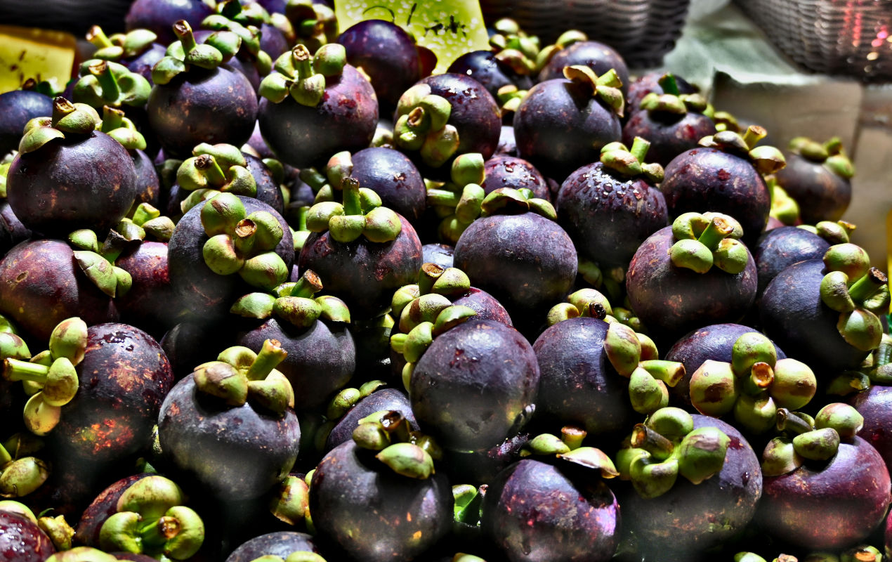 Image of Garcinia mangostana specimen.