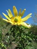 genus Adonis