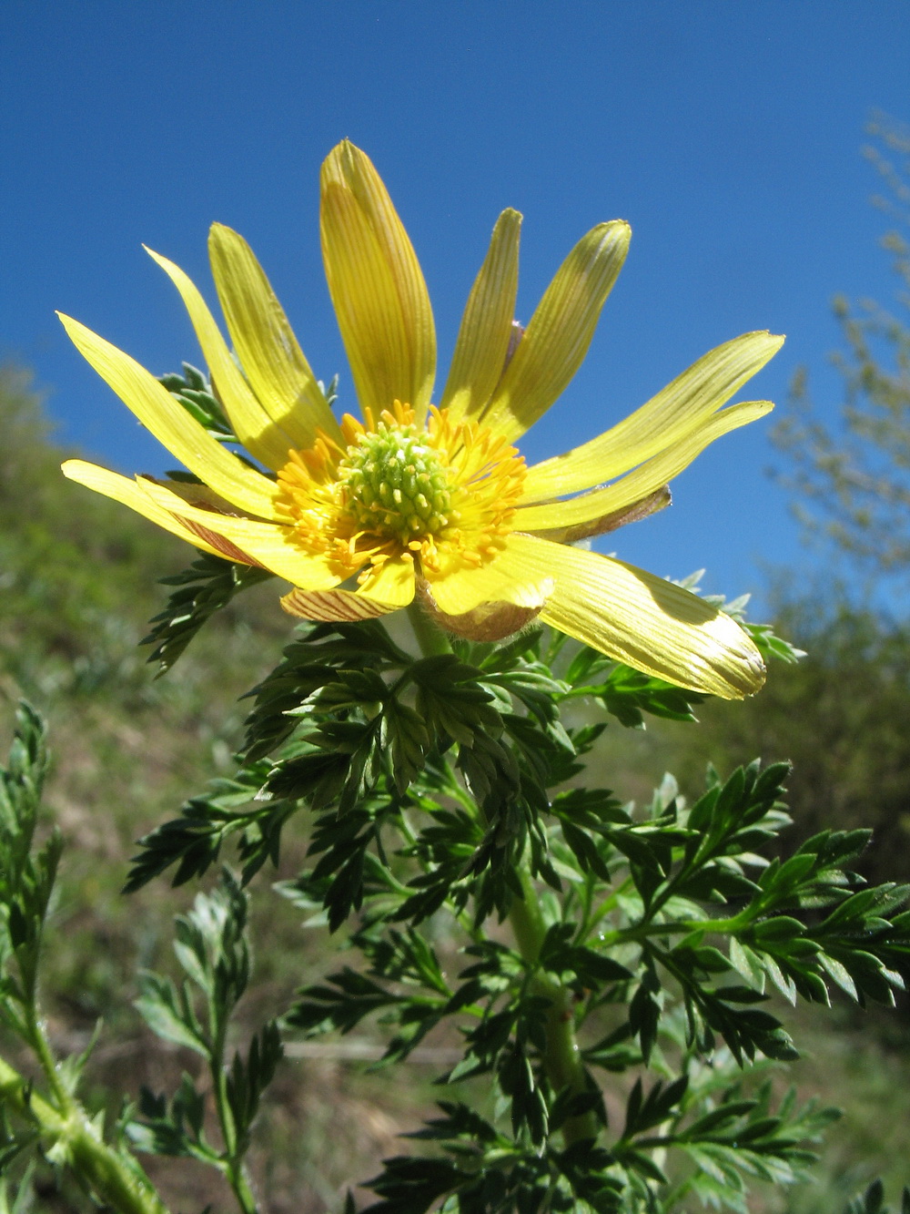 Image of genus Adonis specimen.