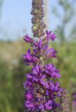 Lythrum salicaria. Часть соцветия. Испания, Каталония, пров. Жирона, комарка Баш Эмпорда, муниципалитет Пальс, залежь на рисовом чеке. 21.06.2026.