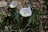 Convolvulus lineatus. Цветки и листья. Грузия, край Самцхе-Джавахети, окраина с. Тмогви, окр. южного берега оз. Цунда, горная степь. 8 июня 2026 г.
