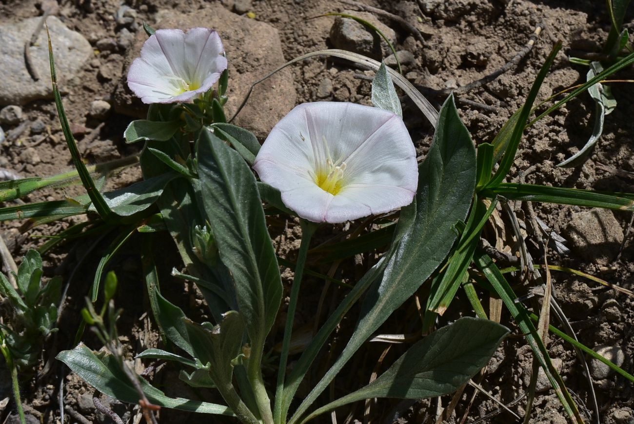 Image of Convolvulus lineatus specimen.