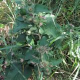 Arctium minus. Цветущее растение. Ульяновск, Заволжский р-н, парк им. 40-летия ВЛКСМ у тропы. 16.07.2026.
