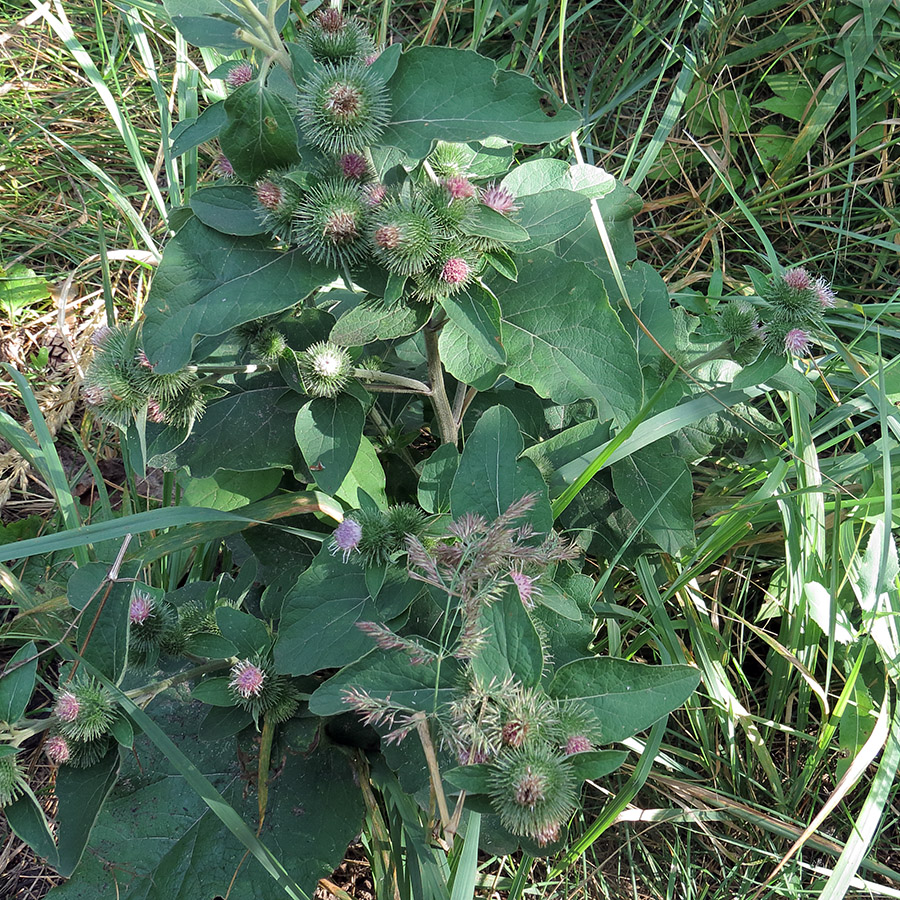 Image of Arctium minus specimen.