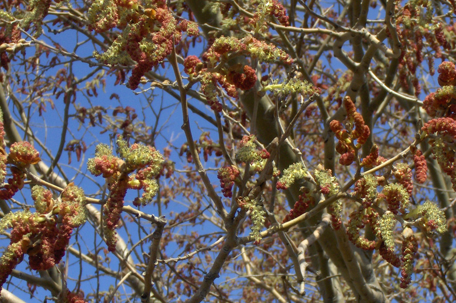 Image of Populus diversifolia specimen.